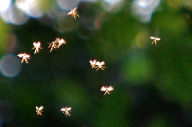 Chironomids, or non-biting midges, that look a bit like fairies