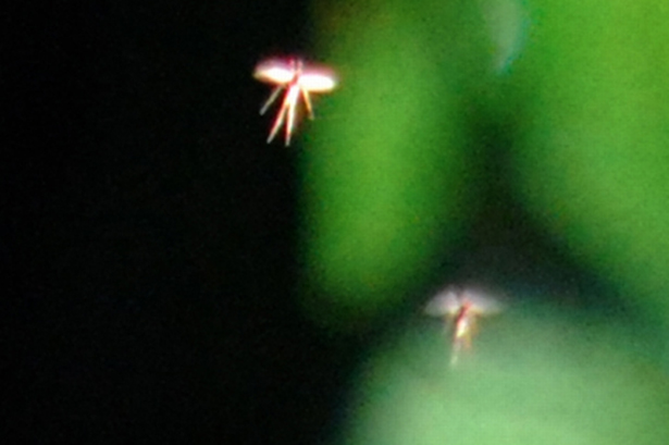 Chironomids, or non-biting midges, that look a bit like fairies