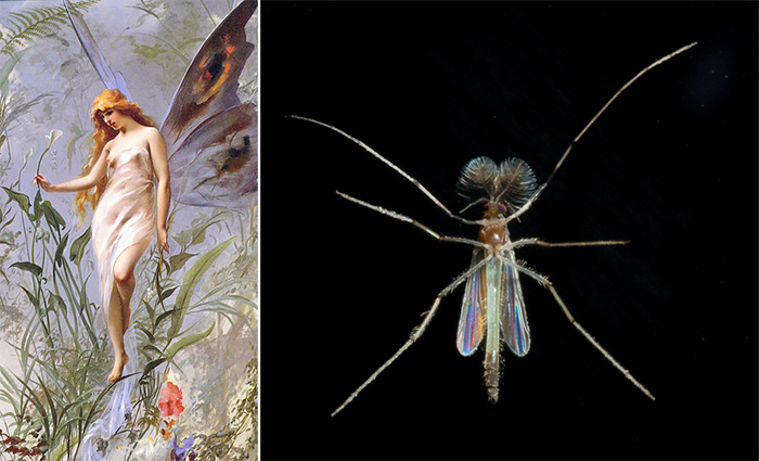 Composite image of a classical depiction of a fairy, by 17th century artist Luis Ricardo Falero (left), and a chironomid, or non-biting midge, photographed by Glen Peterson (right)