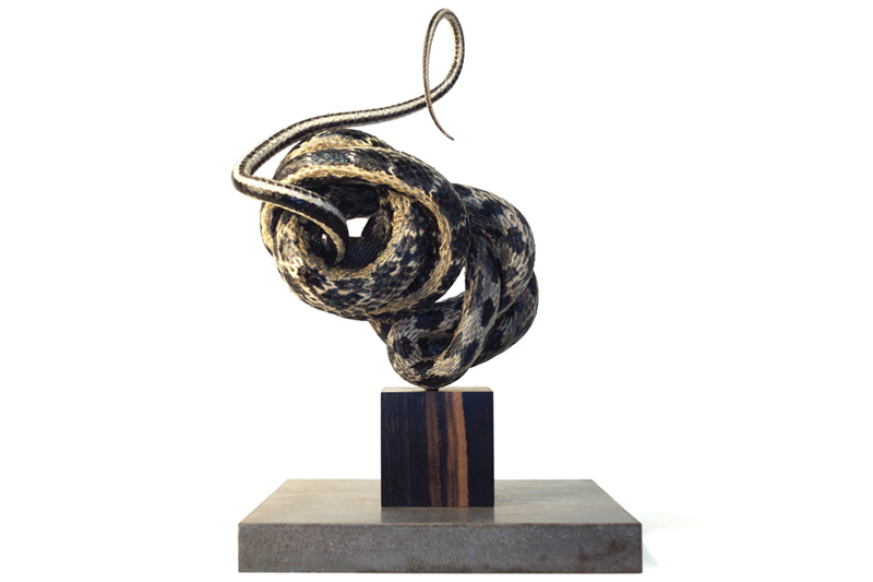 A taxidermied snake sculpture by Polly Morgan