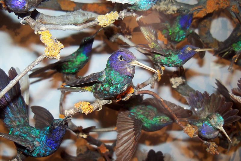 Close up of a humminbird in a cabinet of taxidermied specimens