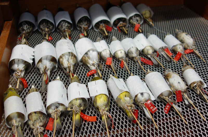 Prepared bird skins stored in a draw for future study