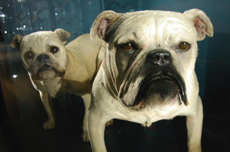 Two taxidermied bulldogs