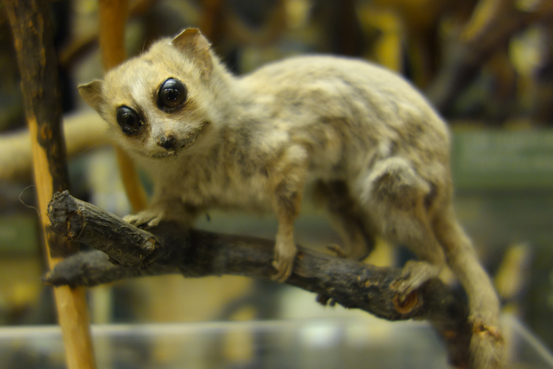 A taxidermied specimen from the lemur family