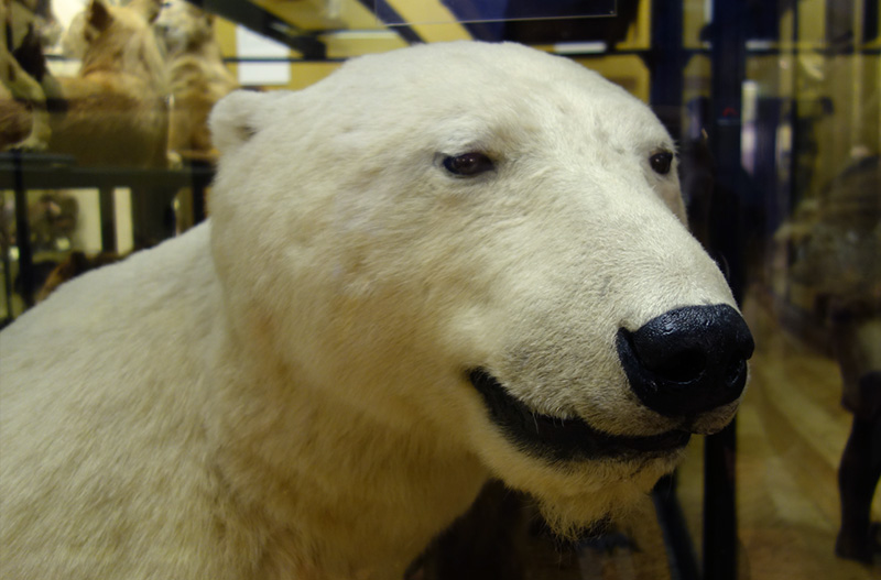 'Smiling' polar bear at Tring museum