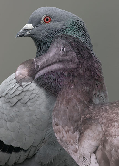 An image of a dodo overlaid on an image of a pigeon