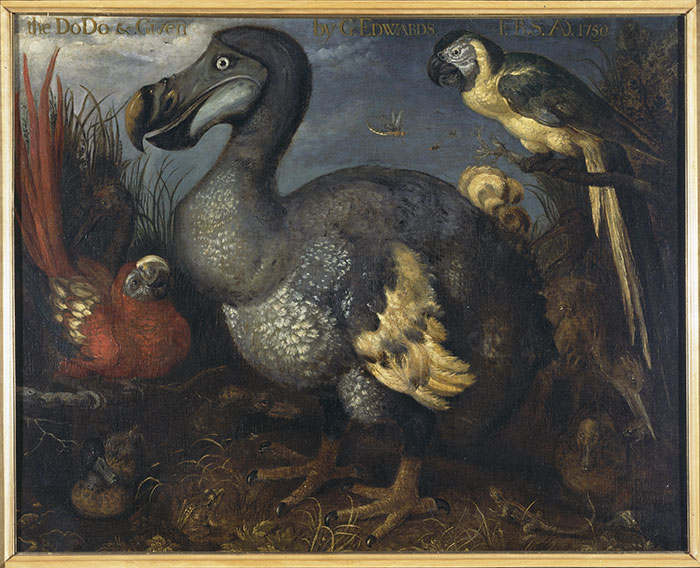 Roelandt Savery’s 1626 dodo painting.