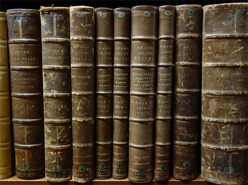 A row of books on a shelf