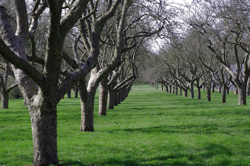 View inbetween rows of trees