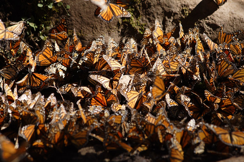 A cluster of monarch butterflies on the forest floor