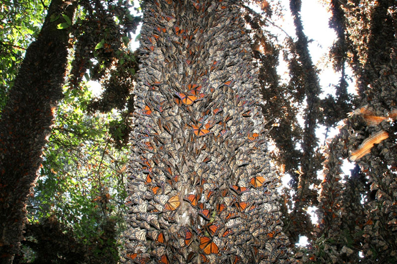 A tree trunk covered in monarch butterflies