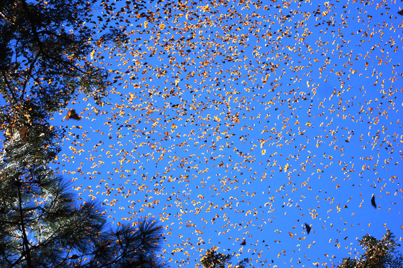 A swarm of monarch butterflies in flight, pictured against a blue sky