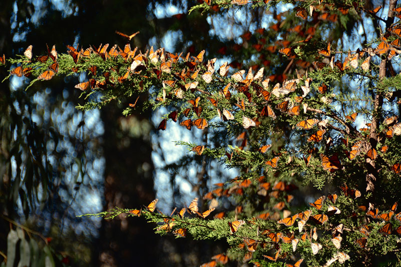 Monarch butterflies clustered all over a tree branch