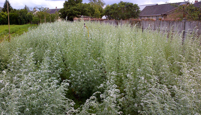 Field of absinthe herbs and botanicals