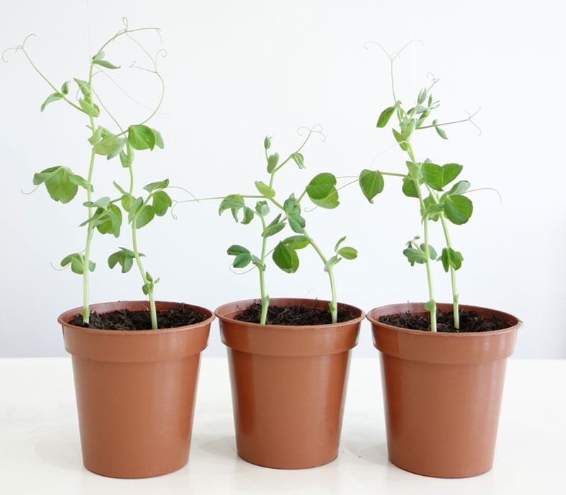 Three pea plants