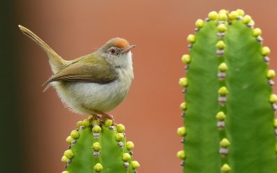 The seamstress of the bird world
