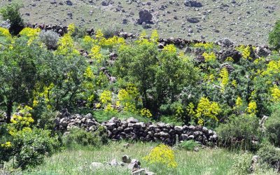The ‘extinct’ wonder plant of the ancient world, rediscovered