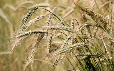 The creation story flood that wiped out beer production