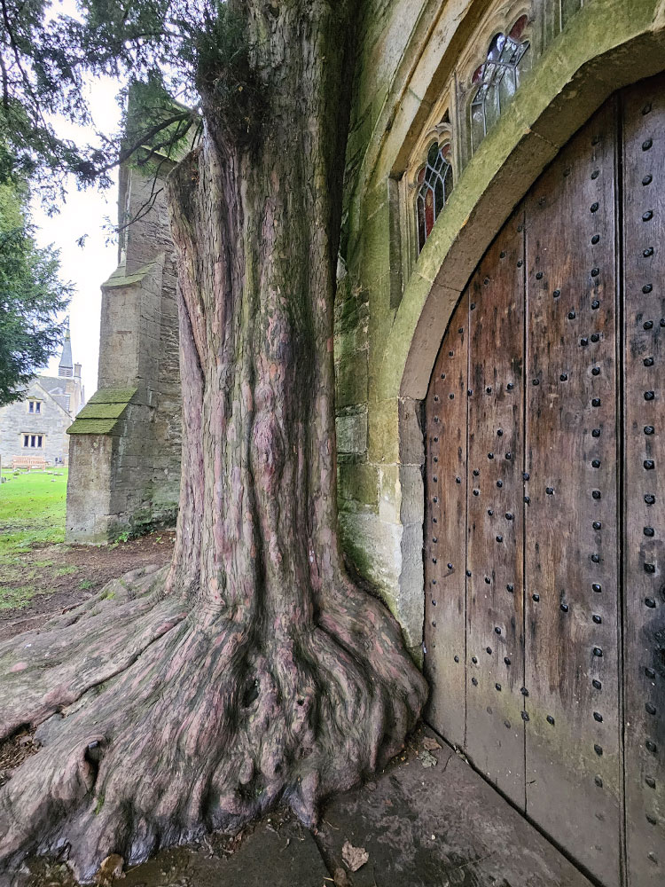 The large trunk of a tree bulging into the wall of a church